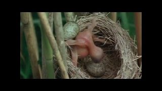 El CuCo Común  Parasitismo en la Naturaleza [upl. by Llirrehs]