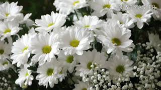 Most beautiful flowers wallpapers images videos hd whatsapp love status [upl. by Fradin]