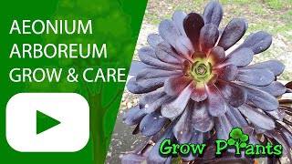 How to grow Aeonium arboreum [upl. by Mirna8]