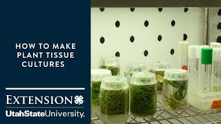 How to Make Plant Tissue Cultures [upl. by Aseneg689]