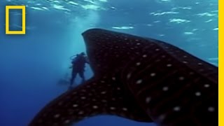 Whale Shark  National Geographic [upl. by Eikcim]