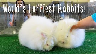 Worlds Fluffiest Rabbits [upl. by Acina]