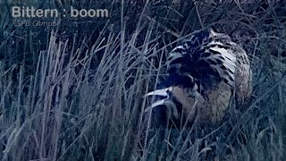 Bittern  male booming dawn  RSPB Otmoor [upl. by Hildagarde662]