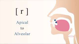 r  voiced apical alveolar trill [upl. by Thema]