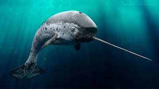 Narwhal  Amazing Animal [upl. by Hailey701]