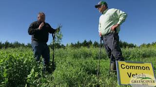 Common Vetch  Test Plots 2019 [upl. by Aihsilat]