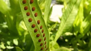 Propagating Ferns from Spores – Family Plot [upl. by Aicercal]