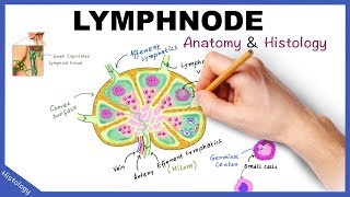 LYMPH NODE Anatomy amp Histology Simplified  Lymphatic System [upl. by Nerraf]