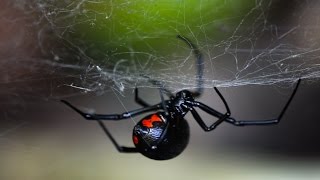 Паук Черная вдова лат Latrodectus mactans [upl. by Danzig434]