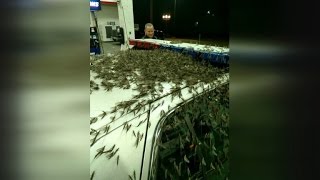 Insane Insect Invasion Mayflies Wreak Havoc on Bridge Causing Car Crashes [upl. by Bambie]