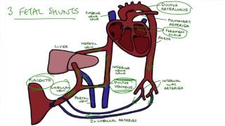 Measuring Fetal Heart Rate [upl. by Etrem]