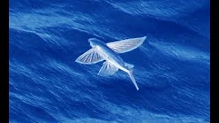 Facts The Flying Fish [upl. by Jo]