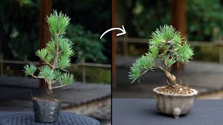 Creating a Pine Bonsai [upl. by Eniamsaj]