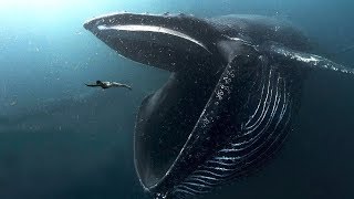 10 BIGGEST Ocean Creatures In The World [upl. by Munro618]