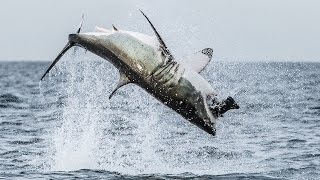 Flying Shark Great White Breaches Off South Africas Coast [upl. by Evvie290]