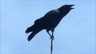 American Crow cawing [upl. by Lindly]