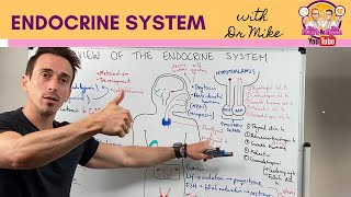 Overview of the Endocrine System [upl. by Tepper712]