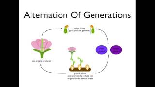 Alternation of Generations angiosperms [upl. by Nyleahs]