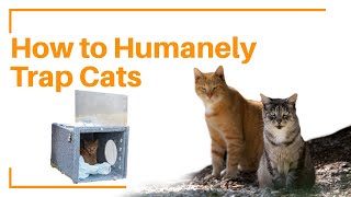 How To Set A Humane Cat Trap [upl. by Annait]