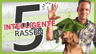 Die 5 INTELLIGENTESTEN Hunderassen [upl. by Llehsem982]