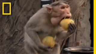 Monkey Thieves Raid Peoples Homes  National Geographic [upl. by Rehptsirhc]