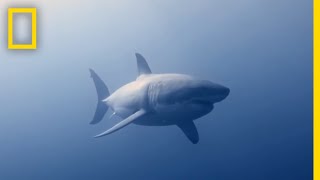 How to Identify a Bull Shark  Raging Bull Shark [upl. by Okika74]