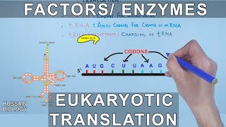 Enzymes and Factors in Eukaryotic Translation [upl. by Ahtabat]