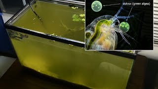 Raising Daphnia for the Freshwater Aquarium [upl. by Naihtsirc]