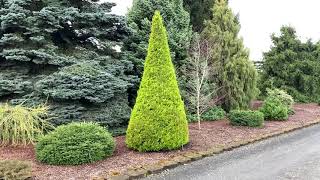 Cupressus macrocarpa Donard Gold Golden Monterey Cypress April 2 2020 [upl. by Rapsac998]