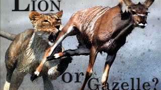 Are you a Lion or Gazelle Powerful Motivational Video [upl. by Debbi]