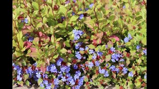 Leadwort  Ceratostigma  KY Perennials [upl. by Agostino893]