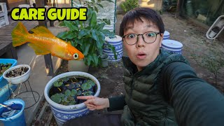 How To Care For Japanese Rice Fish  Everything You Need To Know About Medaka Fish [upl. by Lacie627]