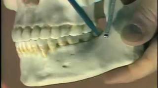 Dental Anatomy Introduction [upl. by Marlette]