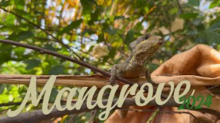 Burgers Zoo Mangrove [upl. by Omer]