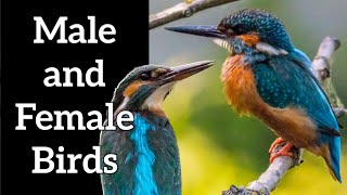 How to Identify Male and Female Birds [upl. by Esimehc]