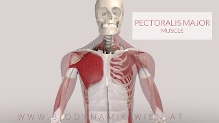 Pectoralis Major Muscle Musclepath 3D Animation [upl. by Luther]