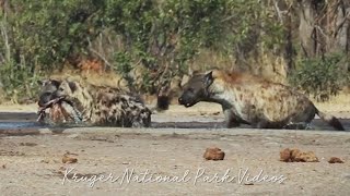 This is what Hyenas sound like [upl. by Karisa]