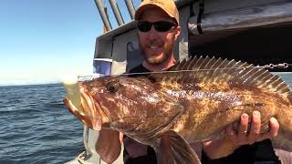 Lingcod Fishing in Southeast Alaska [upl. by Loeb]