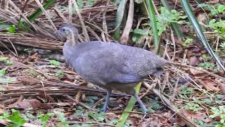 Macuco  Solitary Tinamou [upl. by Yrrad]