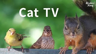 Cat TV 2020 8 Hours  Birds for Cats to Watch Relax Your Pets Beautiful Birds Squirrels [upl. by Lewanna]