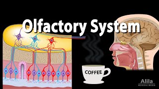 Olfactory System Anatomy and Physiology Pathways Animation [upl. by Echo]