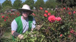 Removing Sucker Growth from Roses [upl. by Oicneconi]