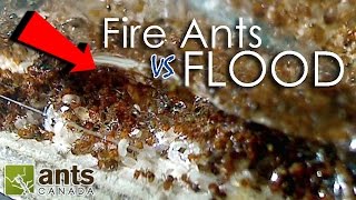 Fire Ants vs Flood  What Happens to Ants When It Rains [upl. by Siegler]