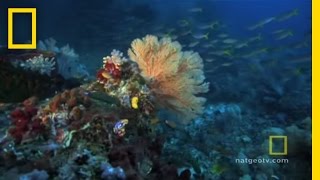 Great Barrier Reef  Exploring Oceans [upl. by Erbas]