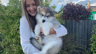 Meet Our New Alaskan Malamute Puppy Cutest Little Fluff EVER [upl. by Sadiras885]