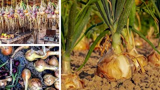 Growing Onions from Sowing to Harvest [upl. by Acir]