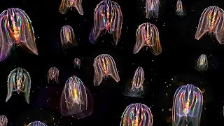 Glowing Neon Jellyfish floating through ocean HD video [upl. by Darees]