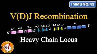 VDJ Recombination PART 2  Ig Heavy Chain Locus FLImmuno45 [upl. by Haida]