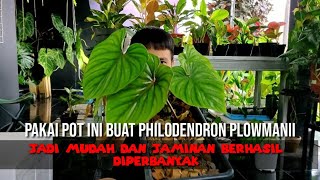 Cara memperbanyak Philodendron Plowmanii [upl. by Yma]