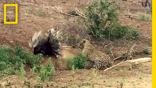 Leopard vs Porcupine A Prickly Standoff  National Geographic [upl. by Winni]